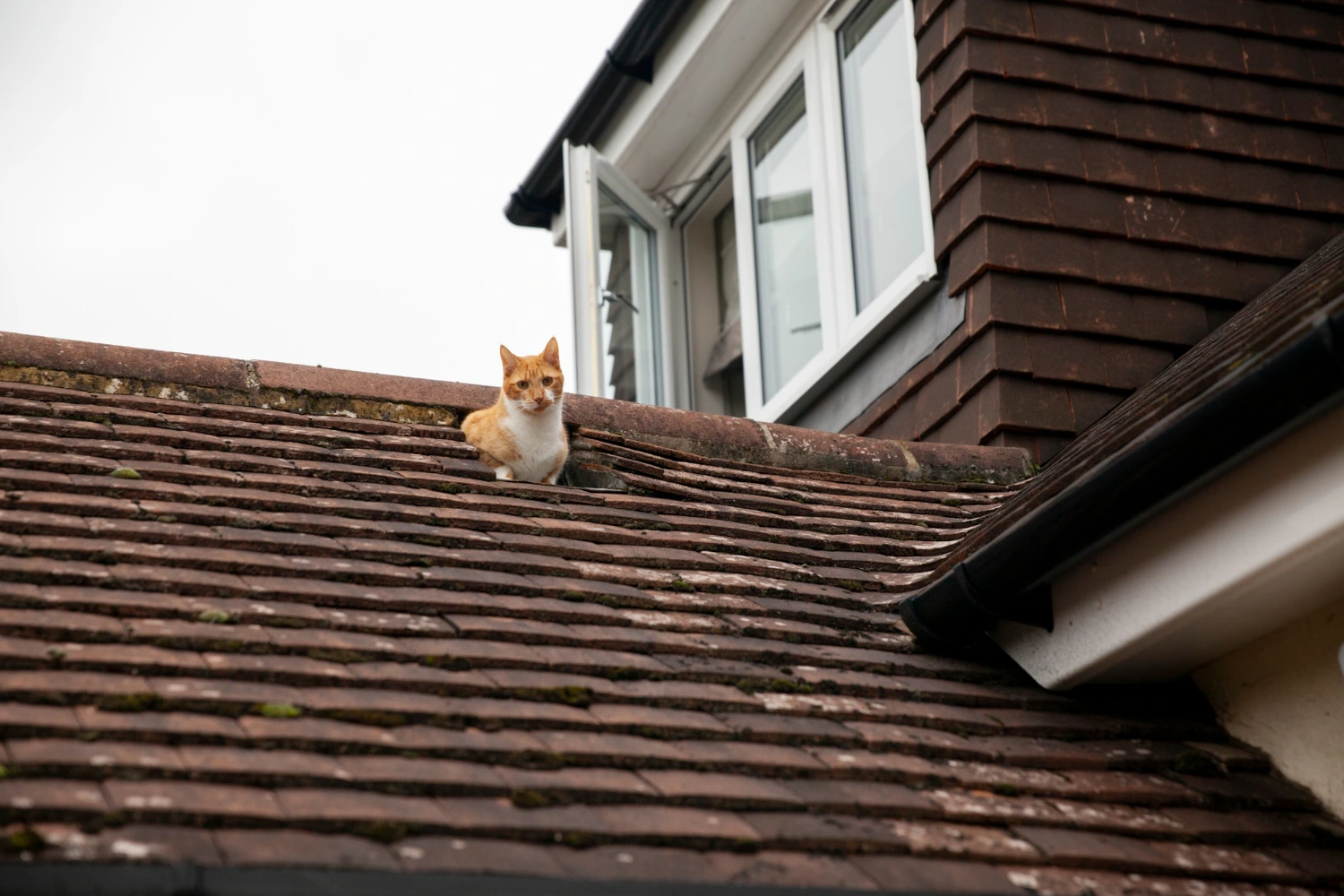 leak drop from the cat roof