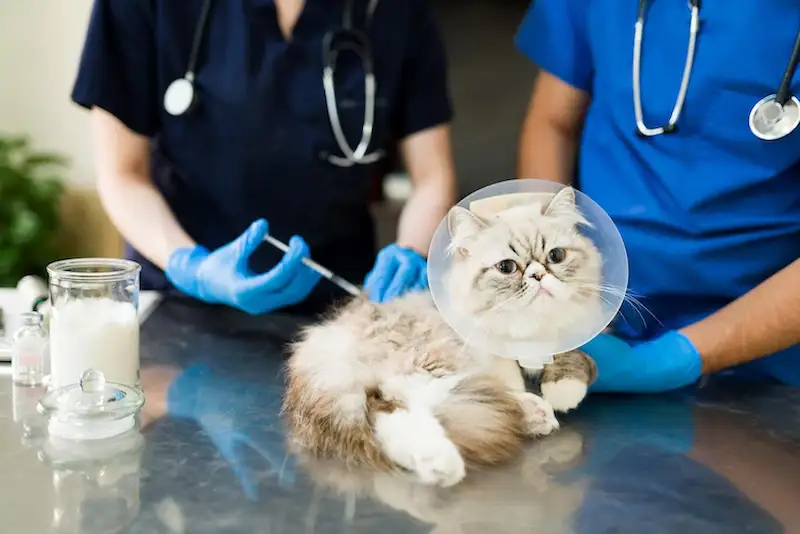 Kapan Waktu yang Tepat Untuk Memberi Vaksin Kucing