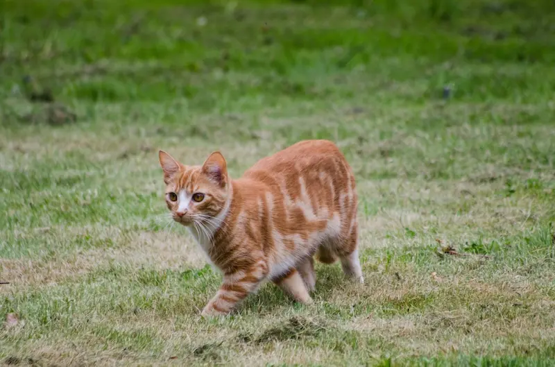 Kucing Jadi Lebih Sehat