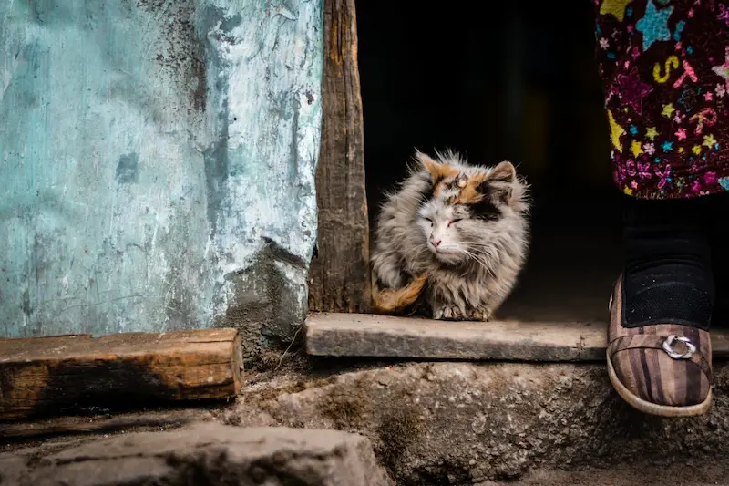Meminimalisir Populasi Kucing