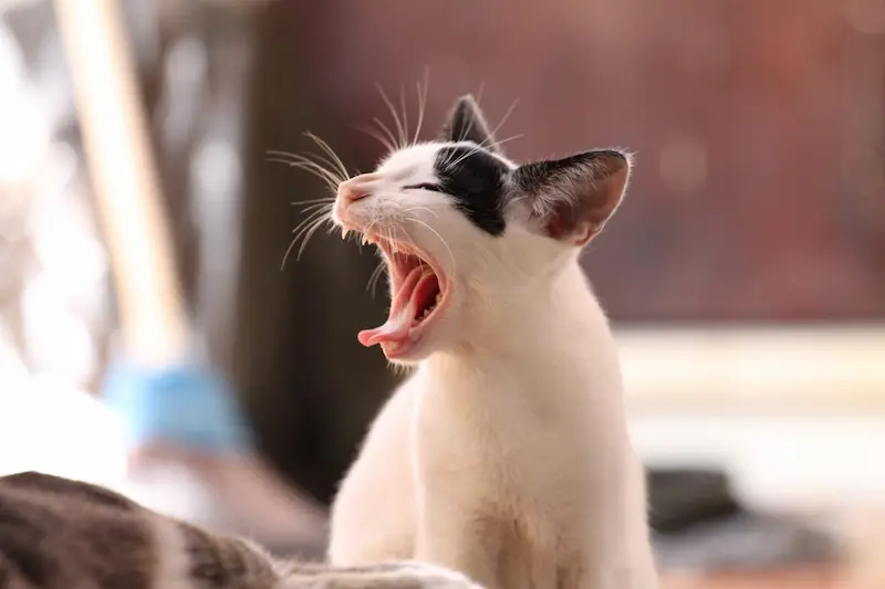 Menghindarkan Stres pada Kucing