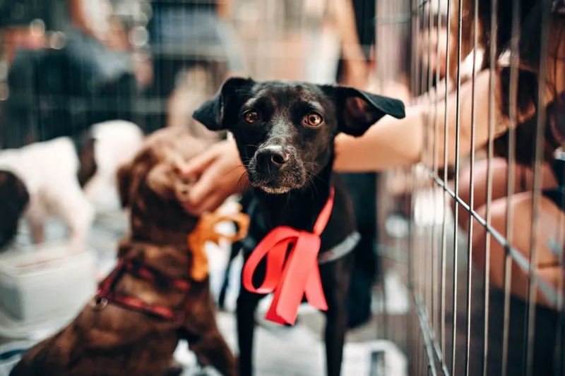 seekor anjing hitam di penitipan hewan