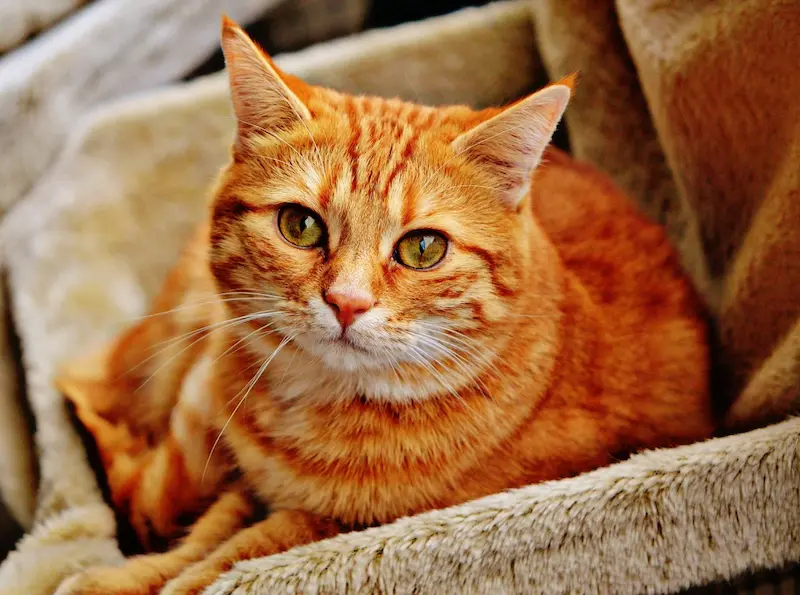 Perilaku Kucing Jadi Lebih Baik