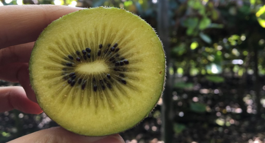 kiwi swiss